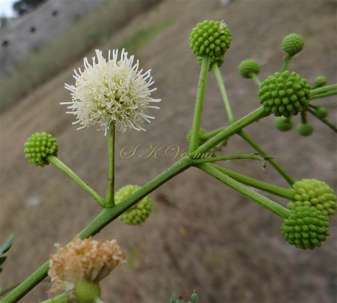  Inflorescence